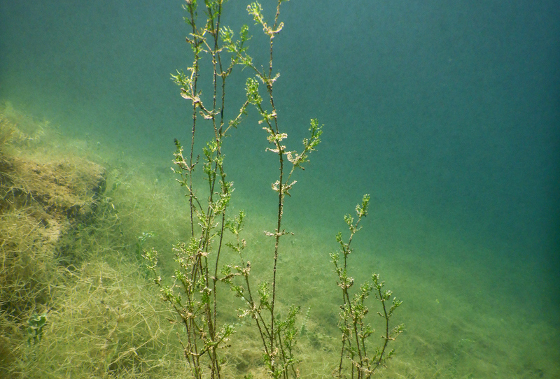 Macrophytes